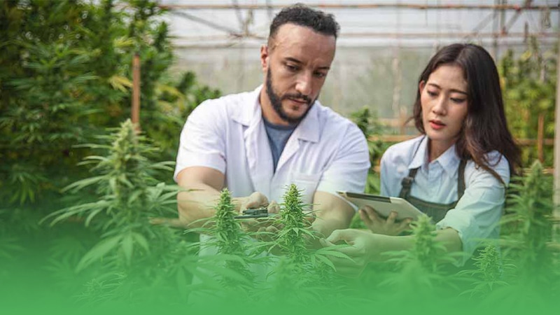 CBD business owner and companion observe cannabis plants in lush green field.